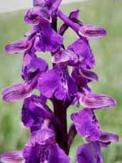 anacamptis morio.jpg